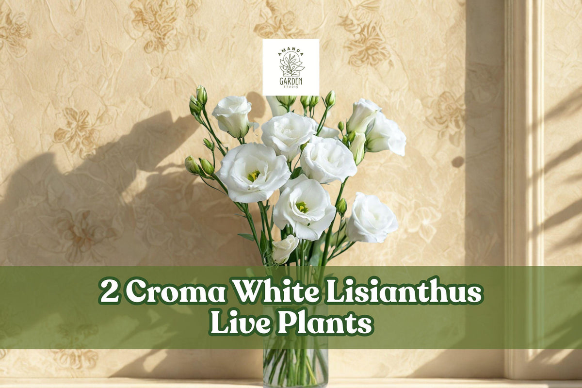 2 Croma White Lisianthus Live Starter Plants | Eustoma grandiflorum Flower Plants for Containers & Gardens
