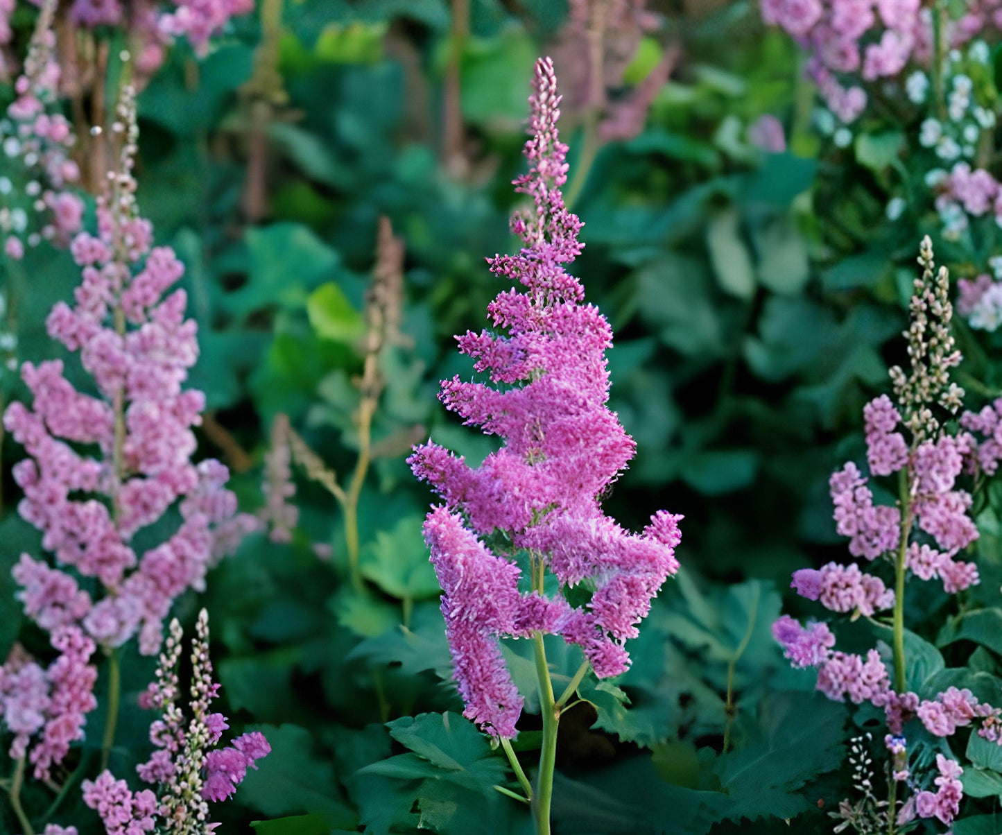 Astilbe Vision Bare Root Plant – Raspberry Pink Shade Perennial Flowers Zone 4-8