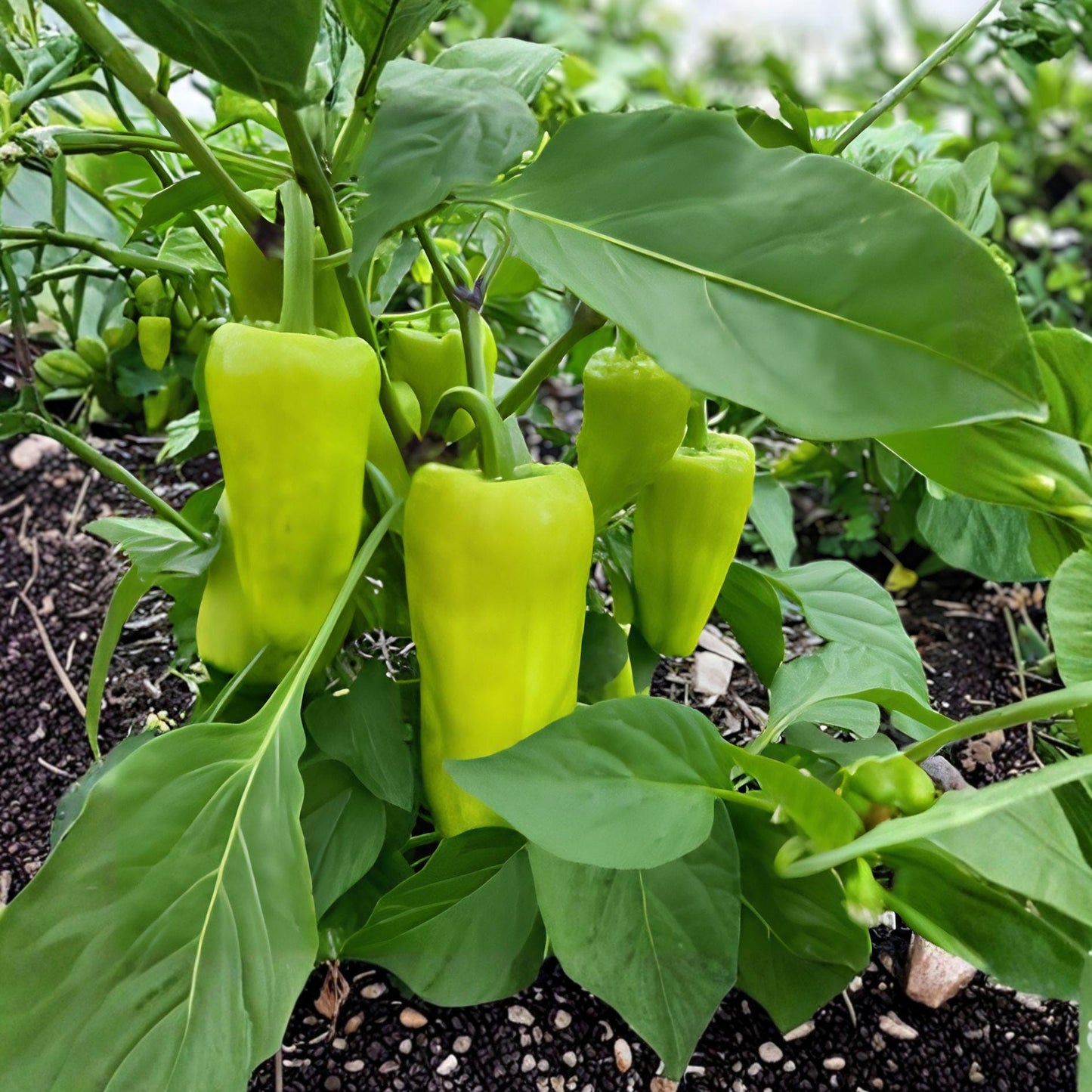 Cubanelle Pepper Seeds | Sweet Italian Bell Pepper | Capsicum annuum | 25 Seeds for Garden Vegetables