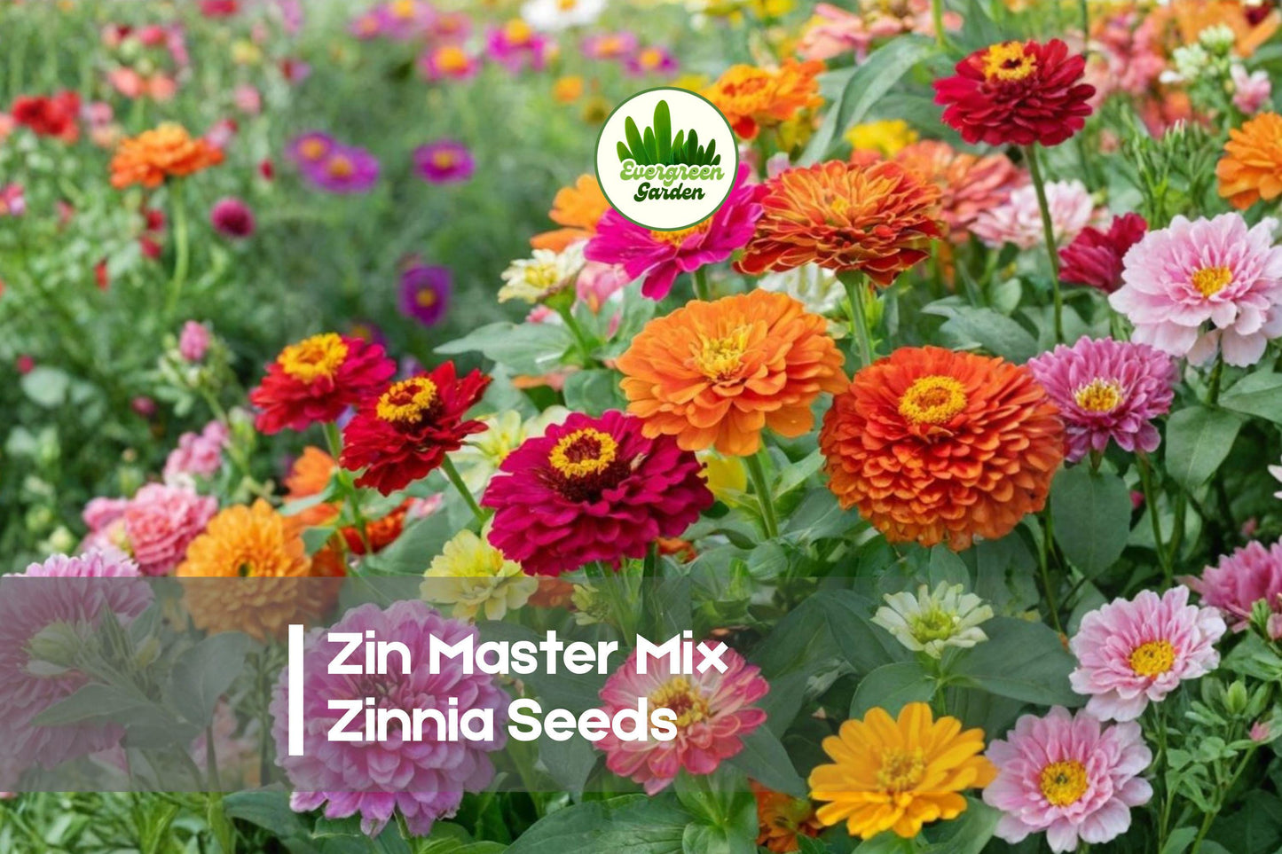 100 Zin Master Mix Zinnia Seeds | Bright Colorful Annual Flowers for Borders, Cut Flowers & Pollinator Gardens | Zinnia elegans