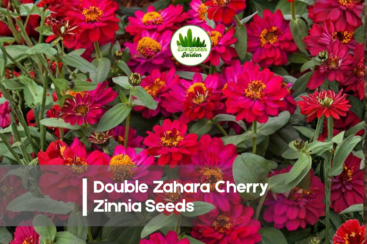 Double Zahara Cherry Zinnia Seeds, Zinnia marylandica, Bright Red, Annual, Compact, Full Sun, Garden Borders & Containers