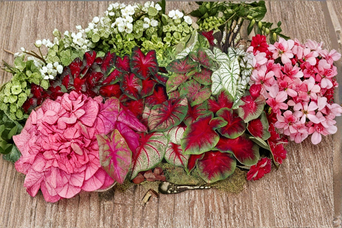 Pinky Swear Caladium Bulbs – Caladium bicolor – Vibrant Pink Foliage for Shade Gardens & Containers