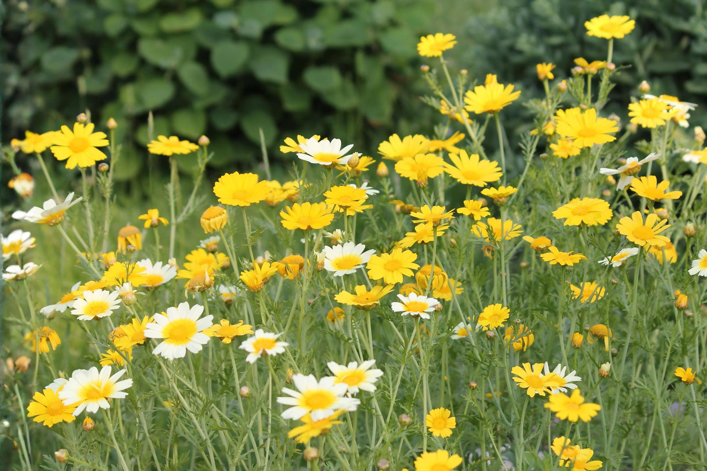 Garland Crown Daisy Seeds (Chrysanthemum coronarium) Edible Flower, Fast-Growing Ornamental & Culinary Plant, 100 Seeds