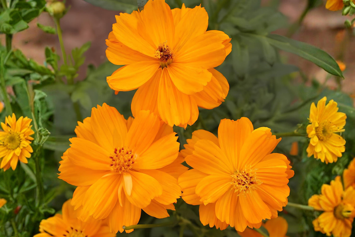 Dwarf Orange Cosmos Seeds (100) | Sulphur Cosmos Flower Seeds for Borders & Containers | Cosmos sulphureus