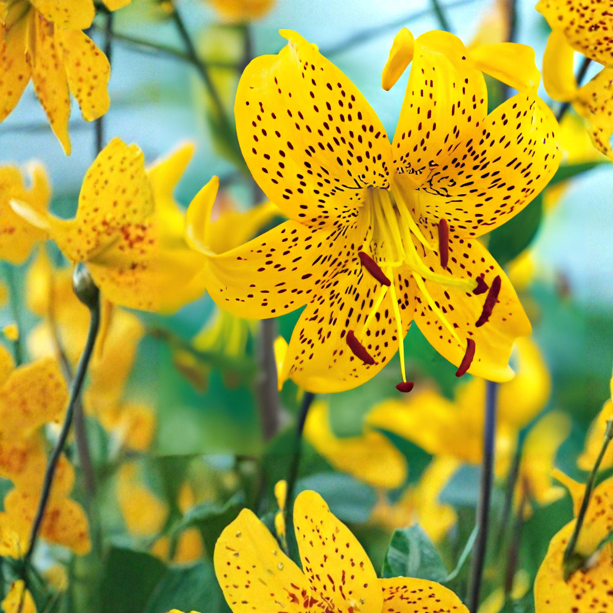 Tiger Lily Bulbs 3 Pack | Lilium Flowering Plants | Mixed Colors for Garden Beds & Outdoor Landscaping