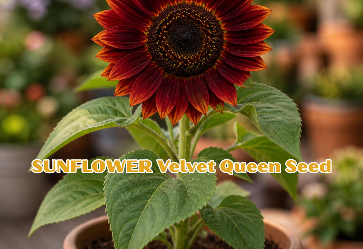 Velvet Queen Sunflower Seeds, Deep Red Burgundy, Heirloom Annual Flower, Helianthus annuus