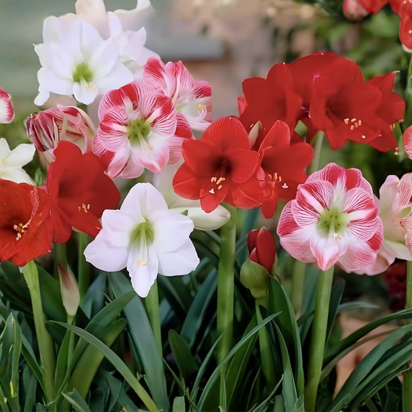 Dwarf Amaryllis Bulbs 10 Pack - Flowering Bulbs for Pots & Garden - Easy-to-Grow Trumpet Flowers - Hippeastrum spp.