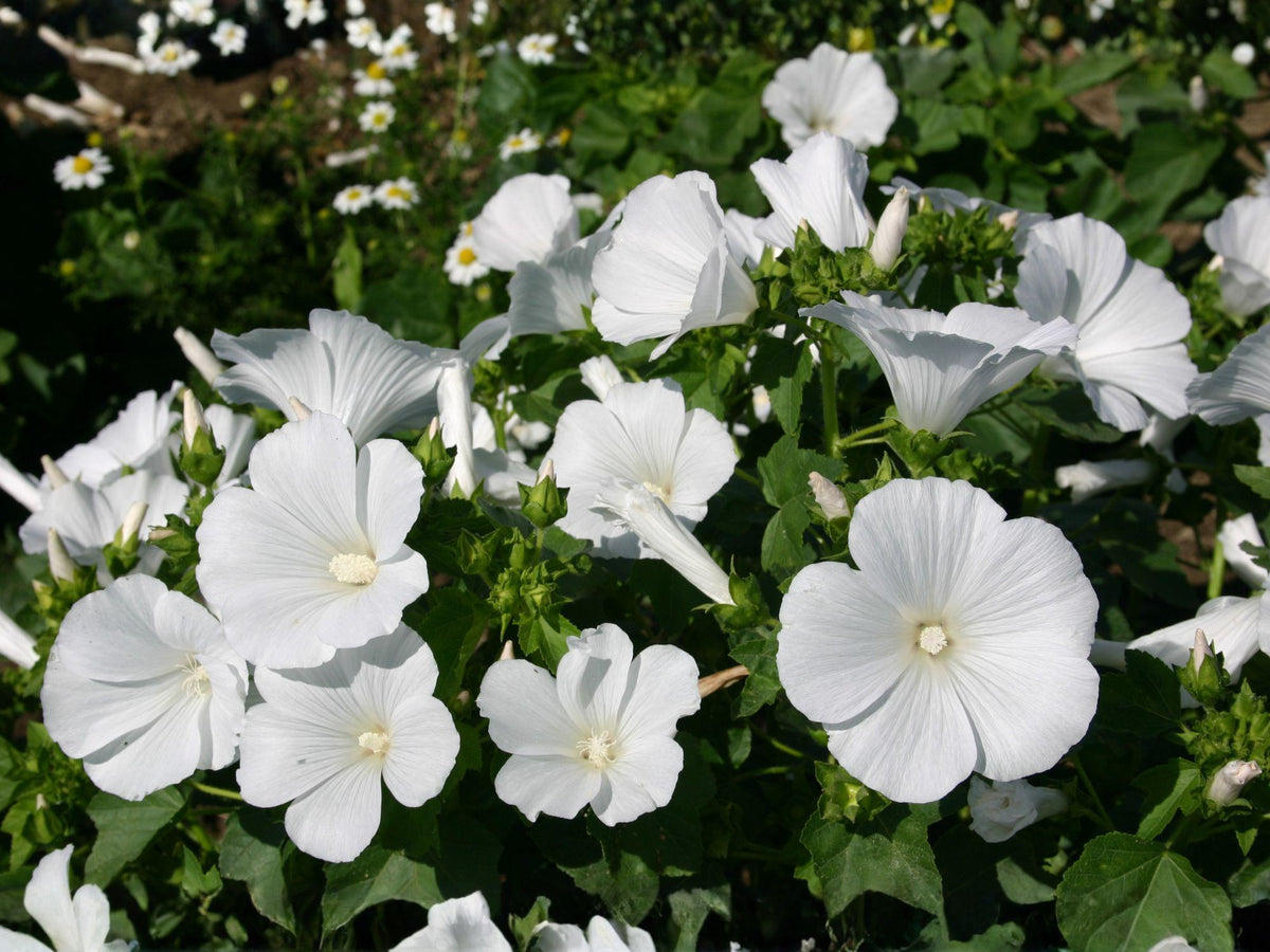 Dwarf White Rose Mallow Seeds – Lavatera trimestris, Cottage Garden Flowers, Pollinator-Friendly Annual, White Blooms, Container & Border Plant