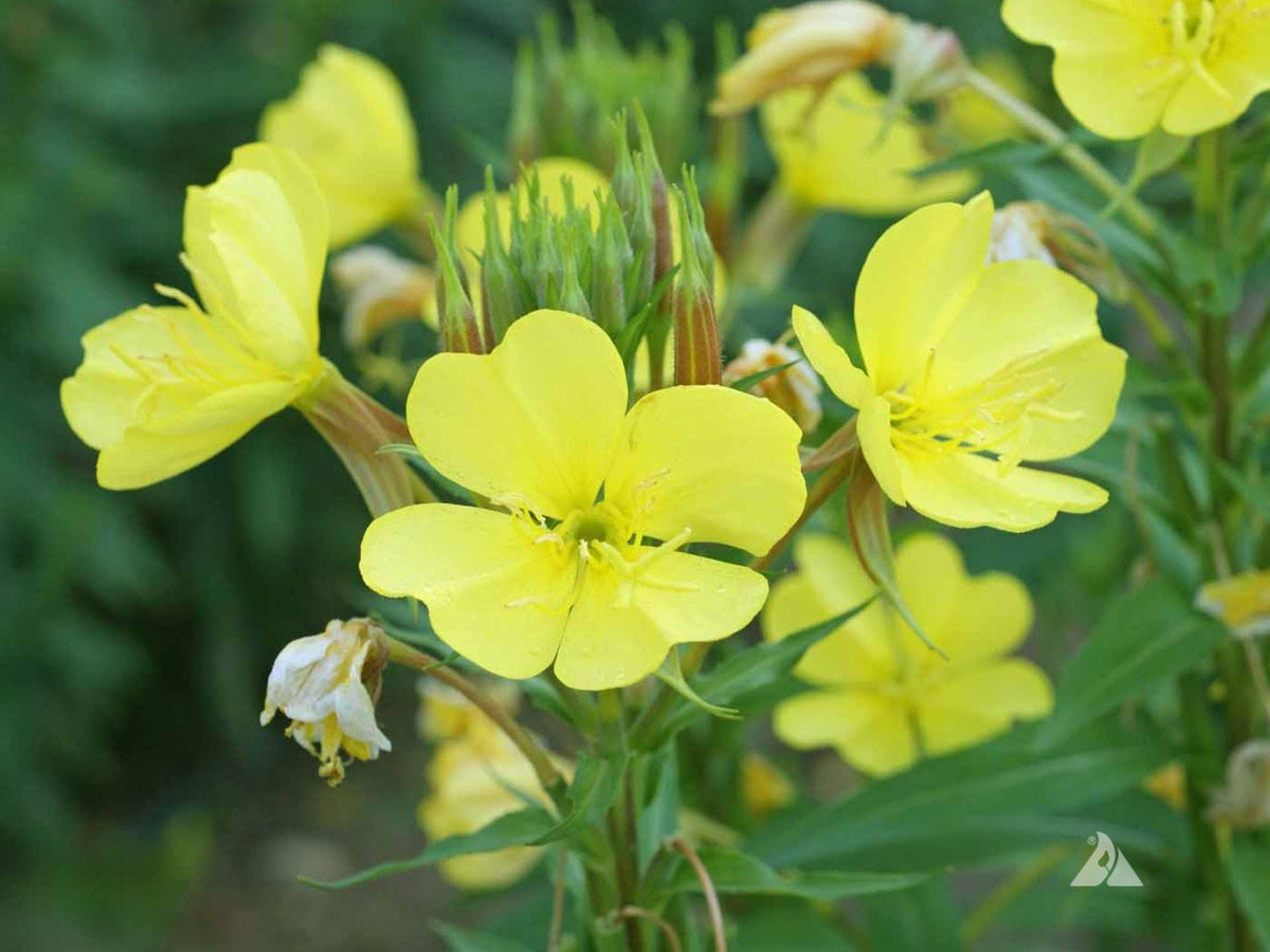 Evening Primrose Seeds – Oenothera lamarckiana Wildflower for Pollinator Gardens & Cottage Landscapes