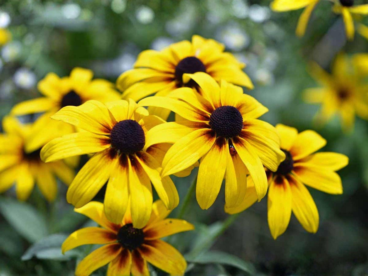 Black-Eyed Susan Seeds – Rudbeckia hirta Wildflower for Pollinator Gardens, Prairie & Cottage Landscapes