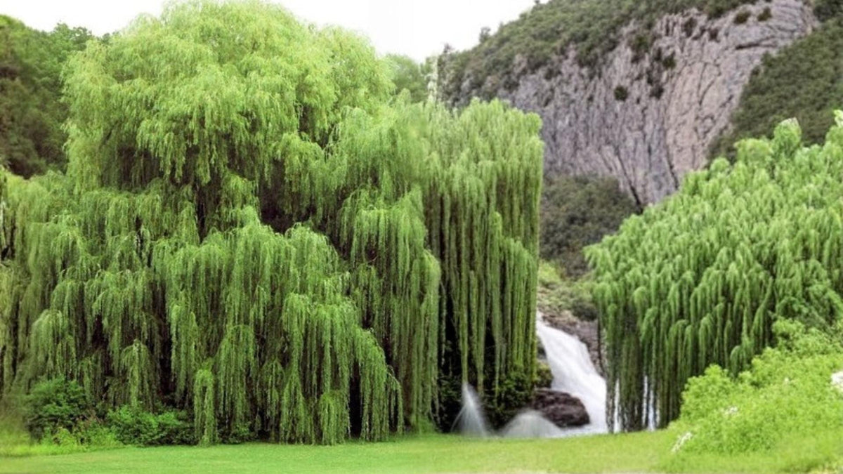 Australian Willow Cutting – Salix matsudana for Bonsai Propagation, Weeping Tree, Live Bare Root Plant Segment