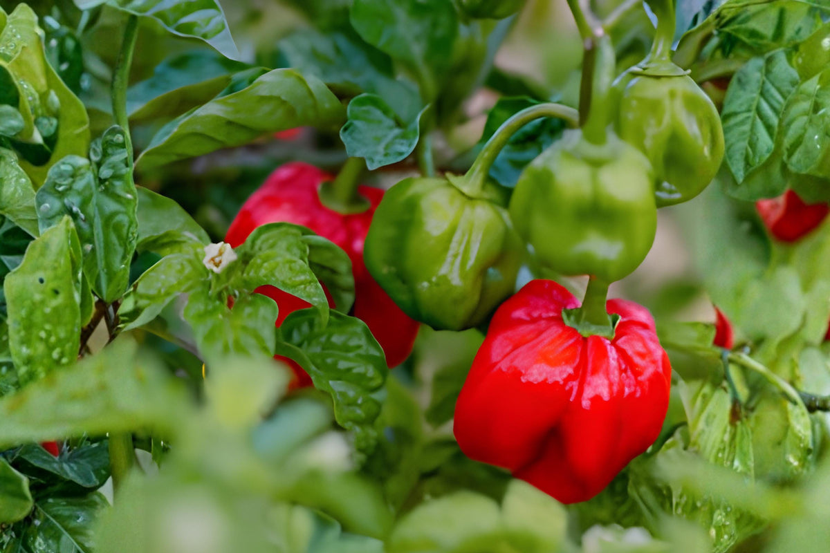 Red Scotch Bonnet Pepper Seeds – Hot Caribbean Chili, Fruity Flavor, Lantern-Shaped, Capsicum chinense, Spicy Cooking, 25 Seeds