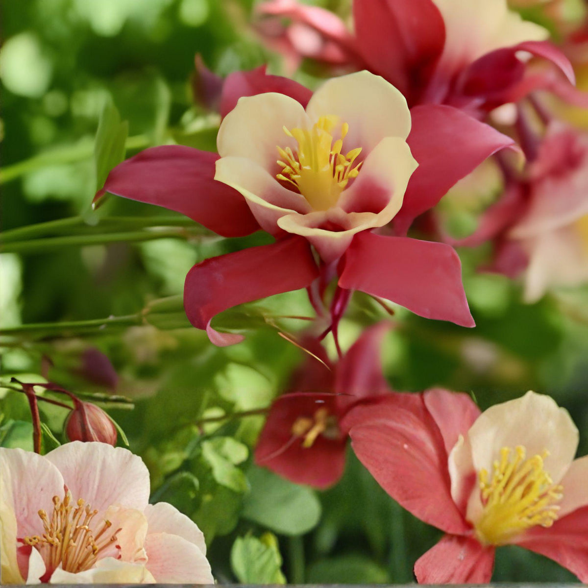 Red White Columbine Plant – Aquilegia, Perennial Flowering Plant for Shade Gardens