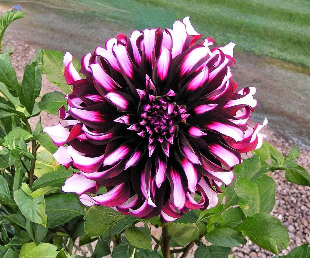 Dahlia Tartan Tubers – Giant 8-Inch Purple White Flowers, Summer Fall Blooming Garden Plants, Decorative Perennial Bulbs