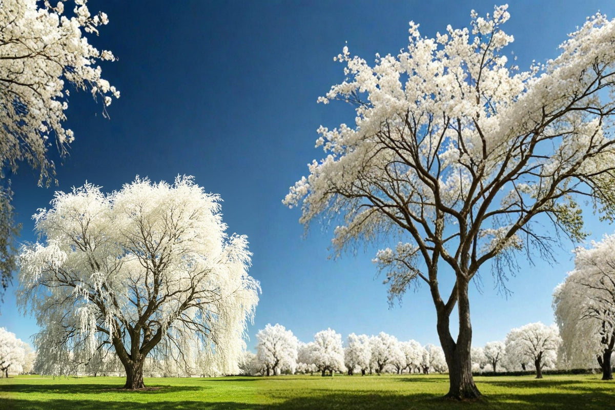 White Willow Cutting – Salix alba – Ornamental Silver Foliage Tree for Propagation & Landscaping