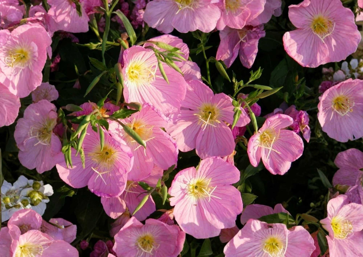 Pink Evening Primrose Seeds, 500+ Flower Seeds for Garden, Soft Pink Blooms, Fragrant, Pollinator-Friendly, Drought Tolerant, Oenothera speciosa