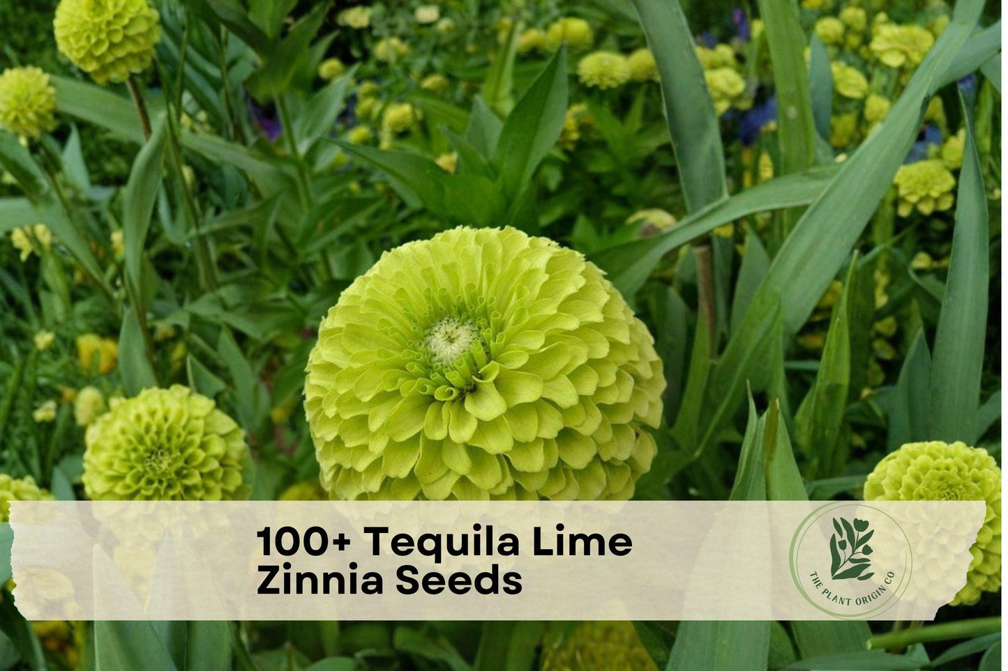 Tequila Lime Zinnia Seeds - 100+ Lime Green Annual Flowers for Borders, Containers, Garden Beds - Zinnia elegans