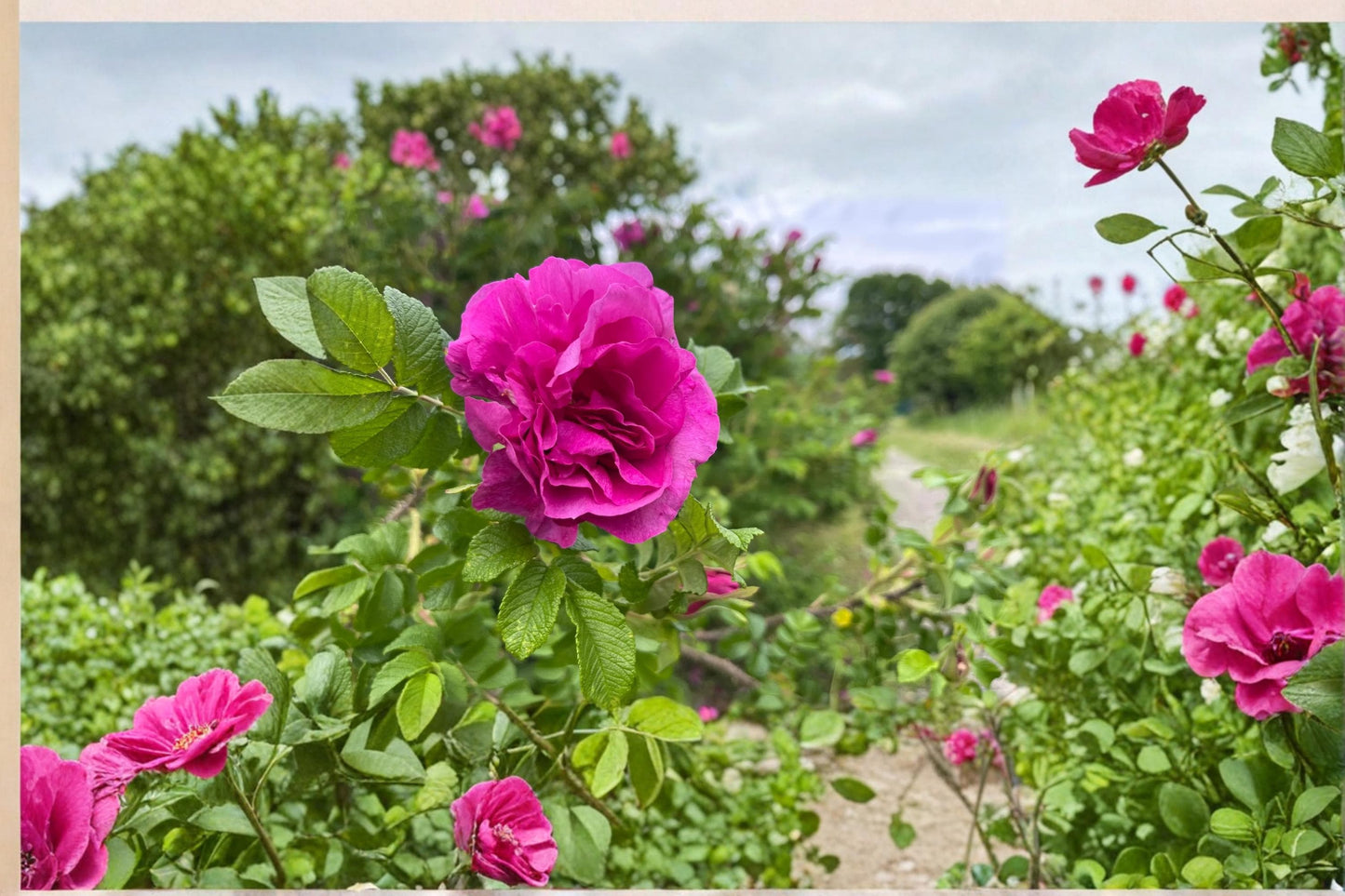 Rugosa Rose Seedling – Rosa rugosa Flowering Shrub for Garden Beds & Landscape, Hardy, Fragrant Pink Blooms
