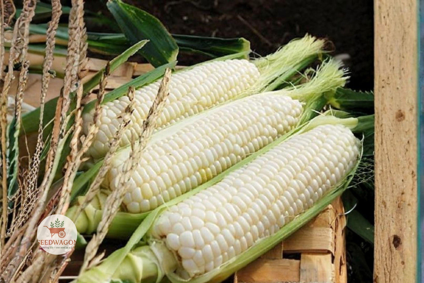 Stowell's Evergreen White Corn Seeds – Heirloom Non-GMO Zea mays, Sweet Corn for Garden, Fresh Eating, Tall Stalks, 20+ Seeds