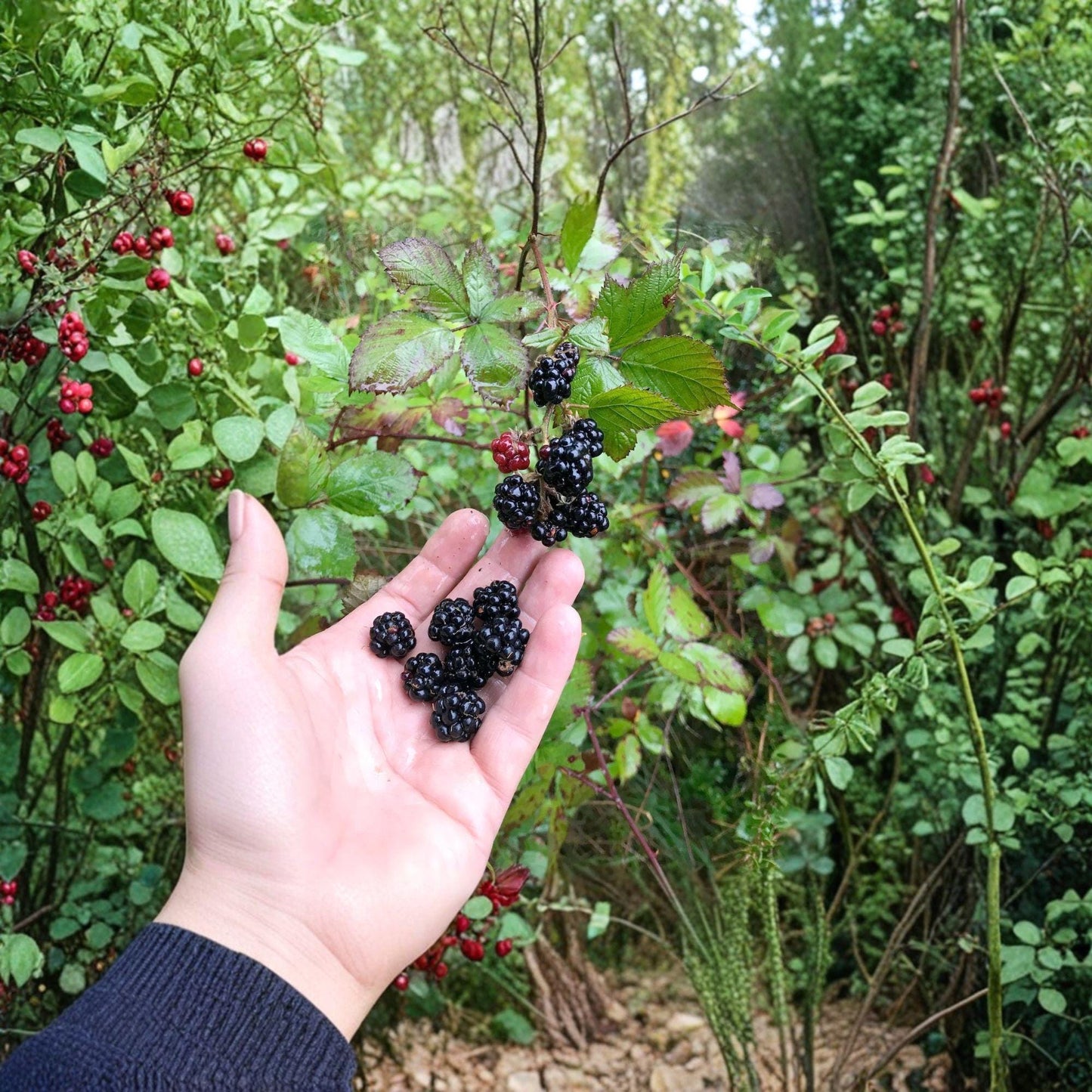 Wild Blackberry Bare Root Plants – Rubus fruticosus – Fruit Shrub, Perennial, Dark Berries, Live Starter Plants