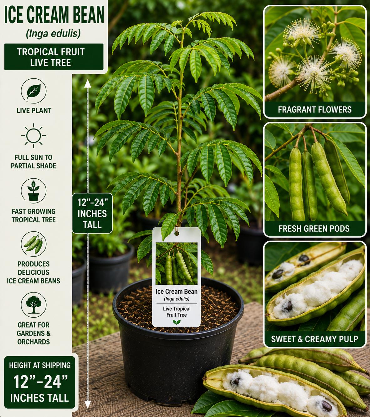 Ice Cream Bean Live Fruit Tree – Inga edulis – Tropical Edible Tree, 12–24 Inches Tall, Evergreen, Fast-Growing, Fruit-bearing Plant