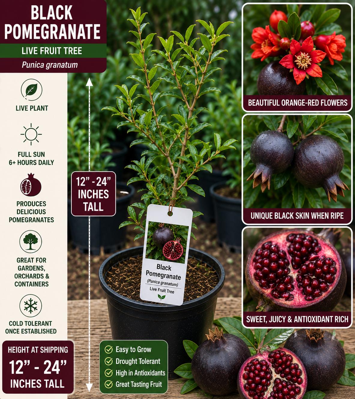Black Pomegranate Live Fruit Tree – Punica granatum – 12–24 Inches Tall, Edible Fruit, Deciduous, Backyard Orchard