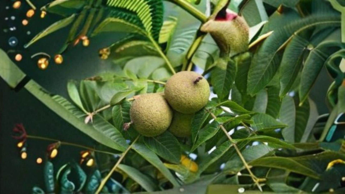 Live Oak Seeds – Quercus virginiana – Evergreen Oak Tree for Landscaping and Outdoor Planting