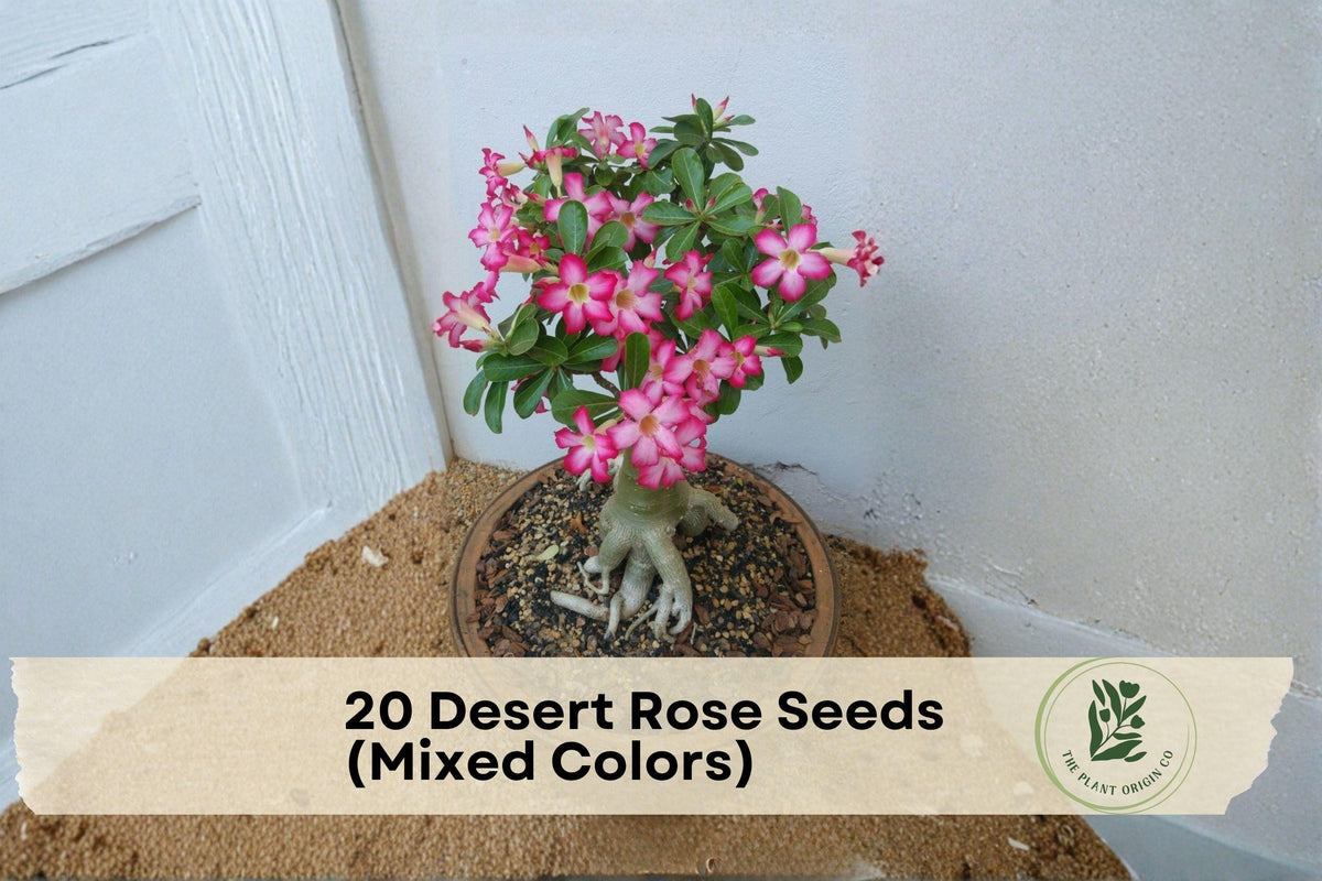 Desert Rose Seeds Mixed Colors - Adenium obesum Succulent for Bonsai & Outdoor Ornamental Plant