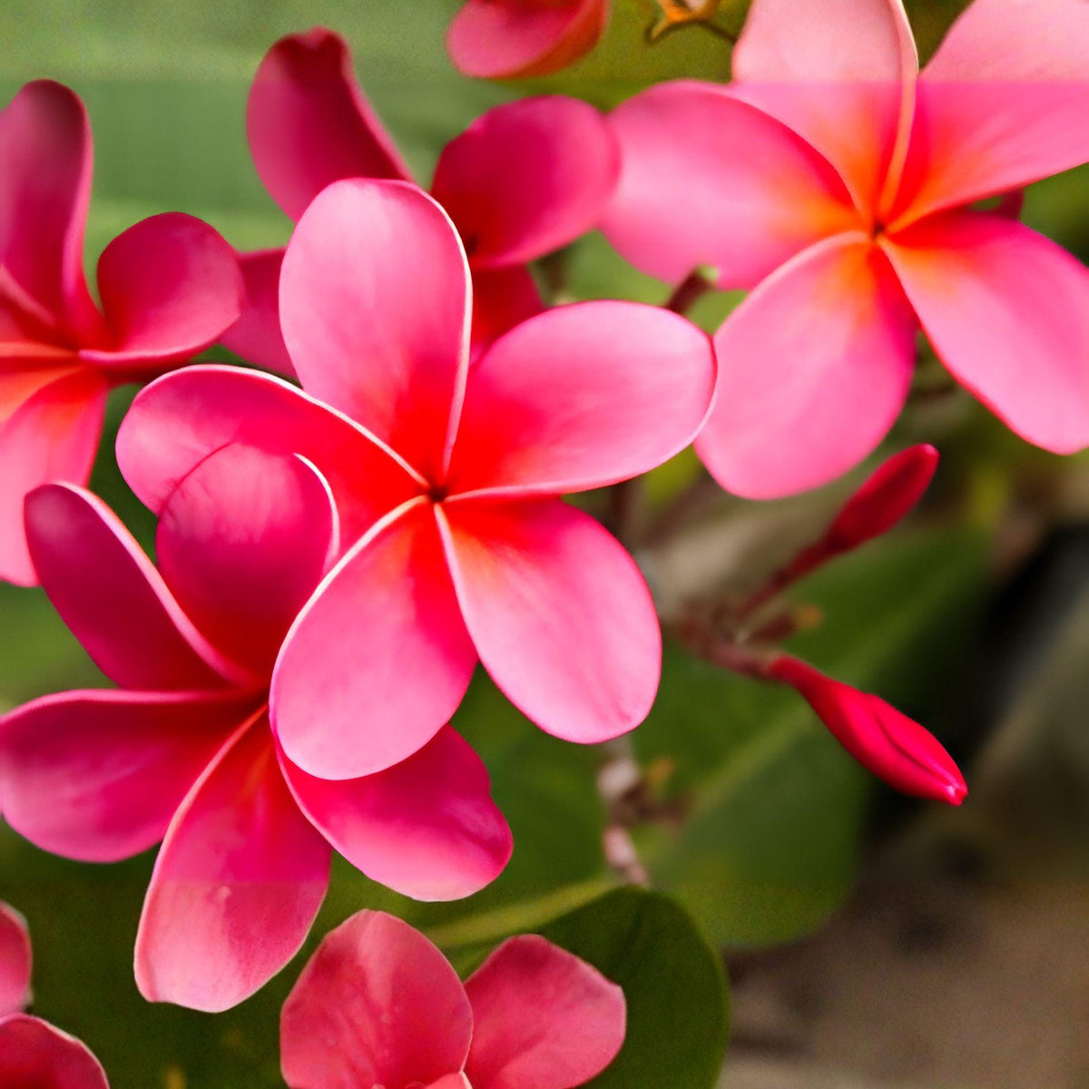 Pink Plumeria Cutting 10” Unrooted Frangipani Tropical Flower Plant Plumeria rubra