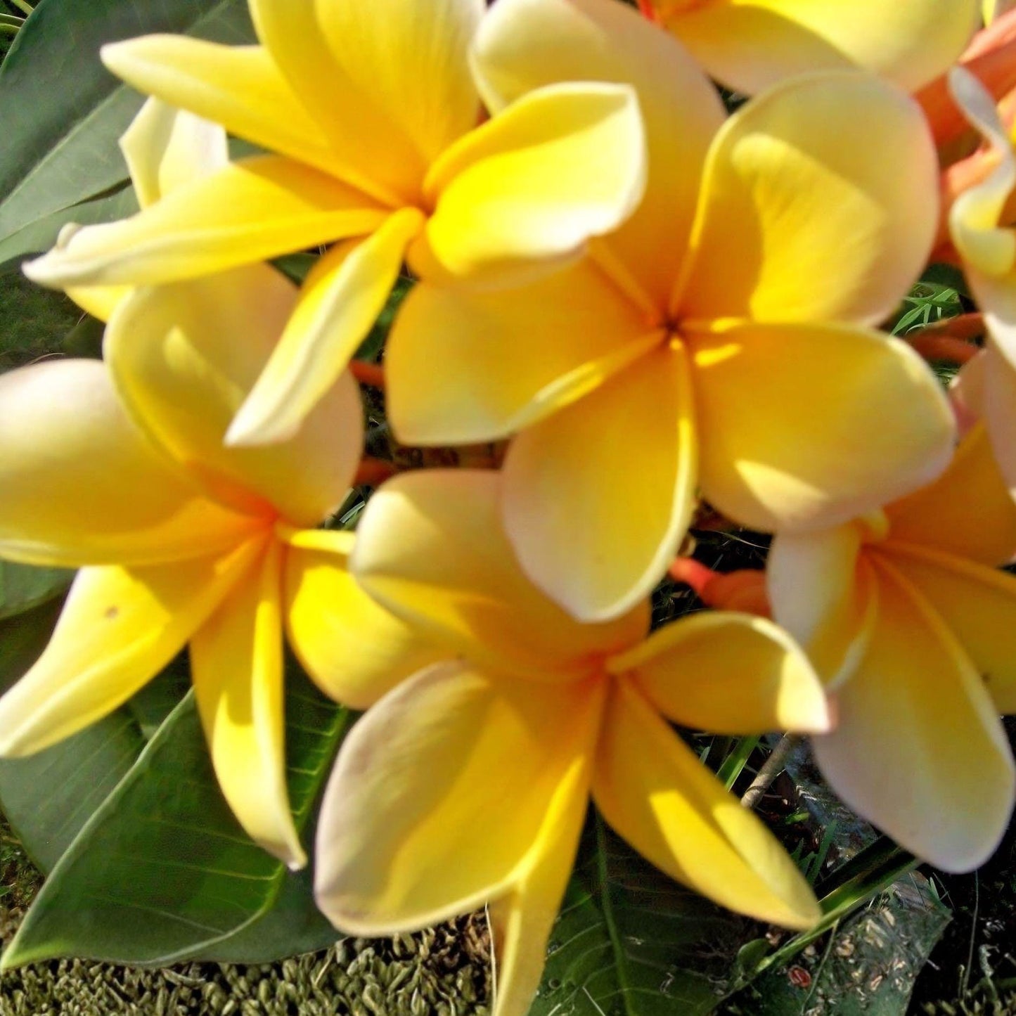 Yellow Plumeria Cutting - 10" Double Head Unrooted Frangipani Tropical Flower Plant