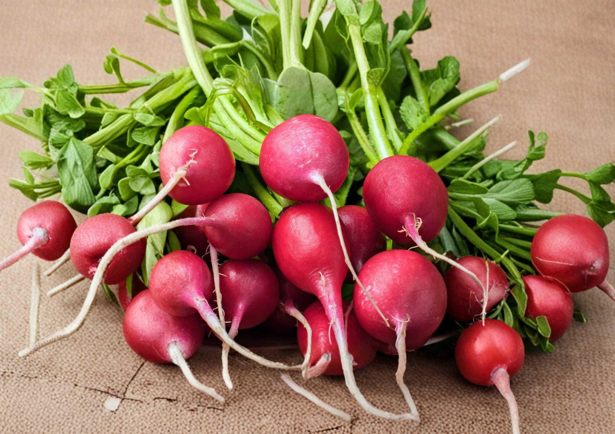 German Giant Radish Seeds – Heirloom Non-GMO Vegetable Seeds for Garden Planting, Large Red Roots, Crisp & Mild Flavor
