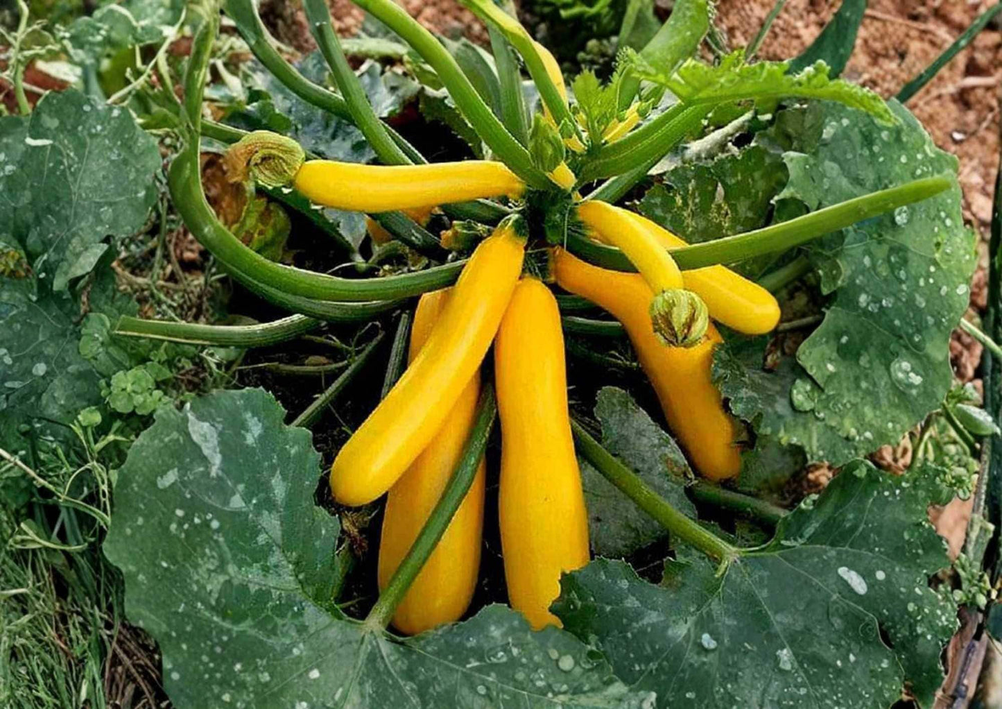 Yellow Crookneck Squash Seeds – Heirloom Non-GMO Vegetable Seeds for Garden Planting, Bright Golden Summer Harvest
