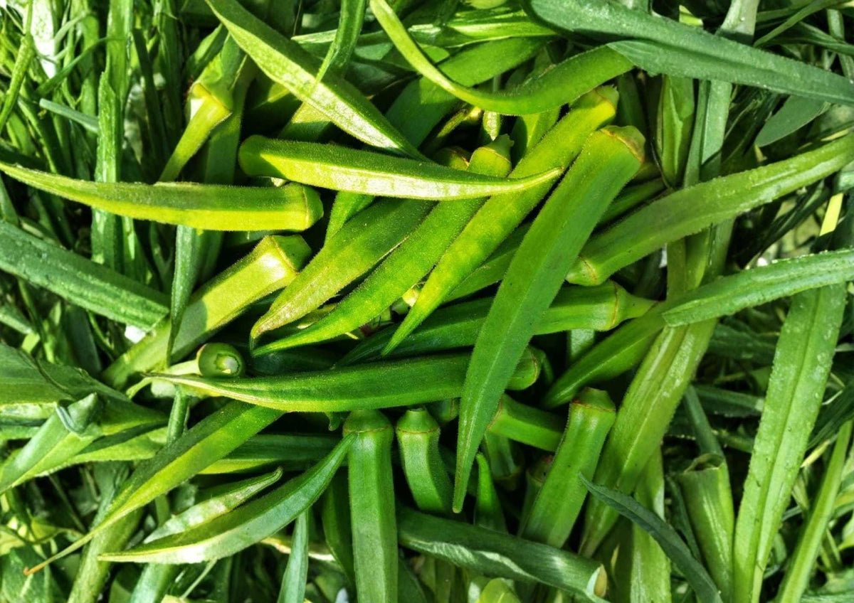 50+ Perkins Long Pod Okra Seeds – Heirloom Non-GMO Vegetable Seeds for Garden Planting, Extra Long Tender Green Pods, High Yield Variety