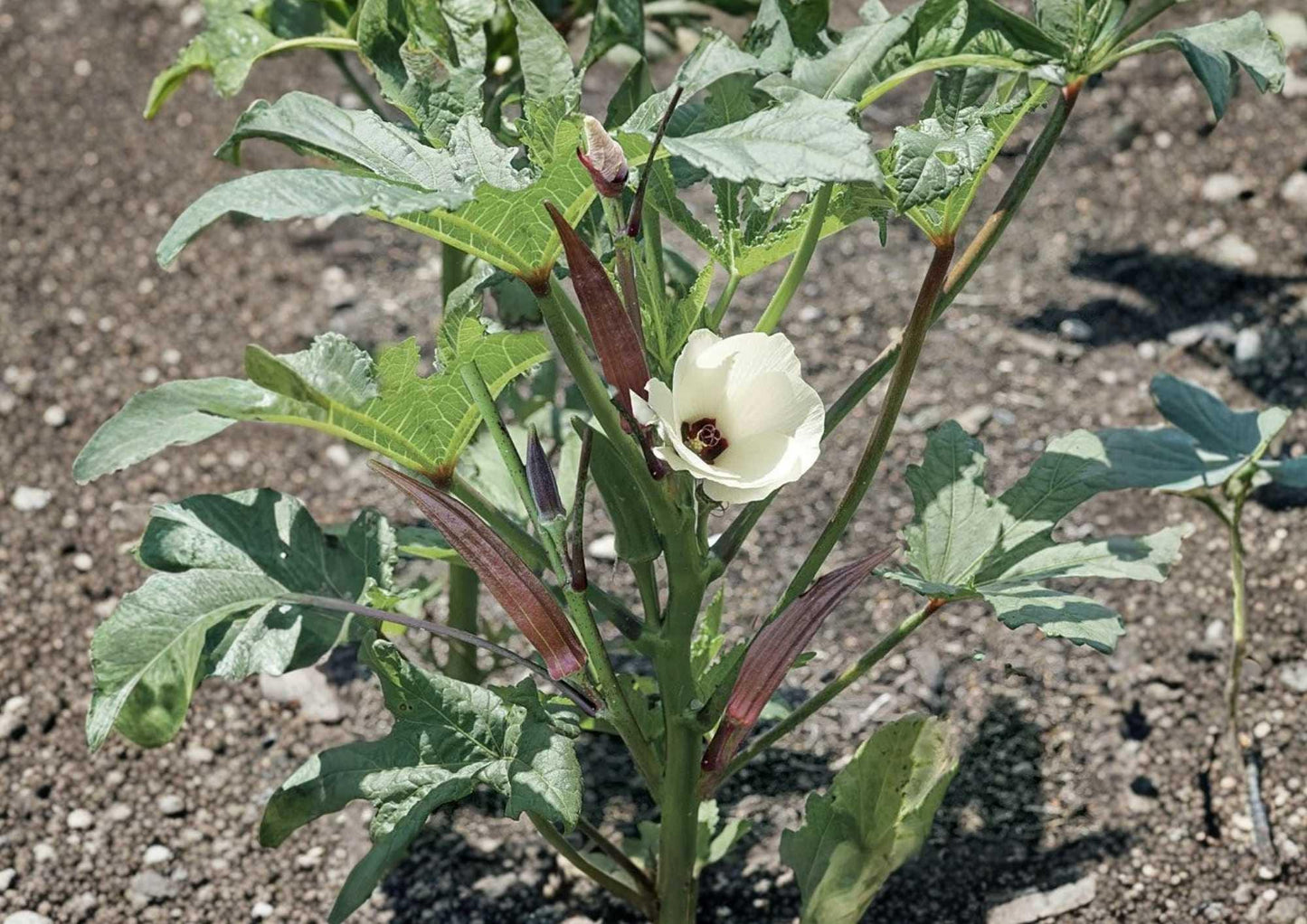 Louisiana Longhorn Cowhorn Okra Seeds – Heirloom Non-GMO Vegetable Seeds for Garden, Extra Long Green Pods, High Yield, Tender Pods