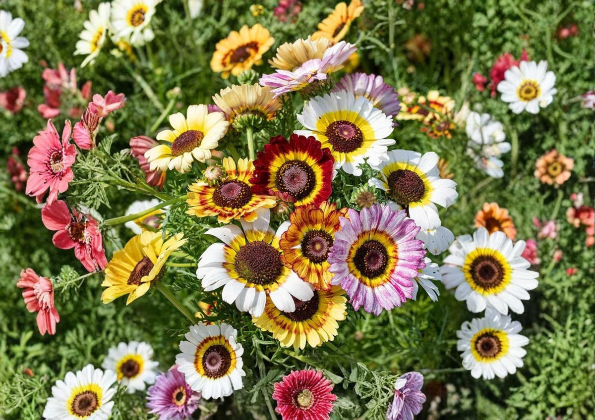 Sunflower Seed Mix Garden Seeds – Diverse Colors, Long Blooming, Pollinator Friendly, Sturdy Stems, Helianthus annuus