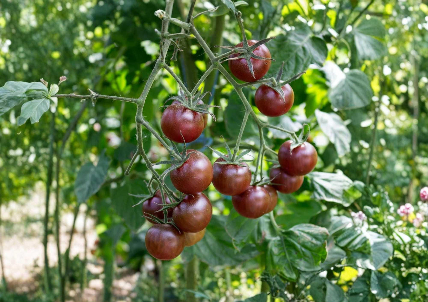 Black Prince Tomato Seeds - Heirloom Non-GMO Vegetable Seeds for Garden Planting, Dark Purple Red Juicy Beefsteak Variety