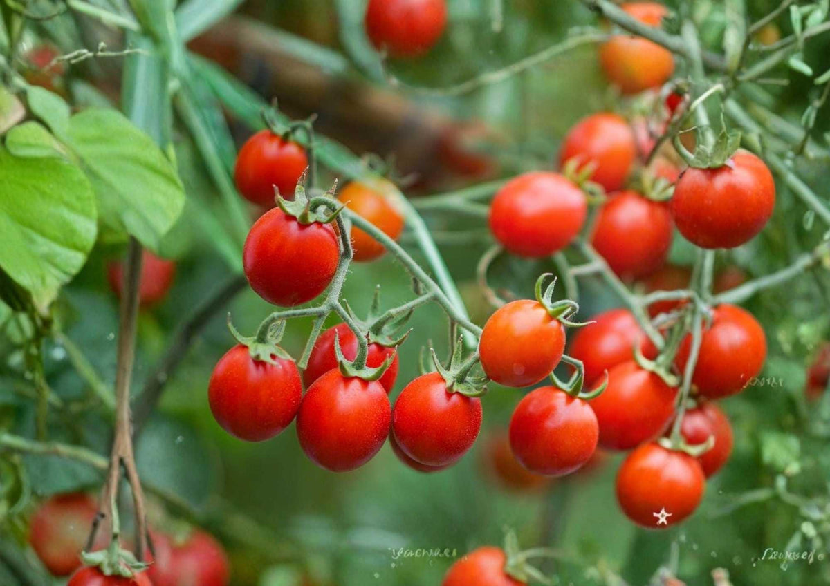 Sugar Bomb Cherry Tomato Seeds – Heirloom, Red, High Yield, Sweet, Small Fruit, Solanum lycopersicum