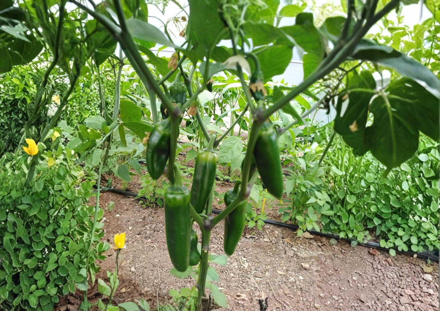 Mammoth Jalapeno Hot Pepper Seeds - Heirloom, Extra Large Green Red Thick-Walled, High Yield Vegetable Seeds for Garden Planting
