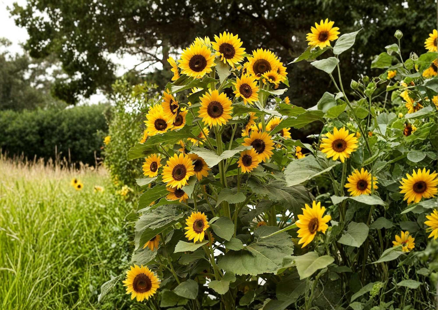 Striped Sunflower Seeds, Heirloom, Tall Giant Variety, Large Yellow Blooms, Pollinator Friendly, Garden Planting Seeds