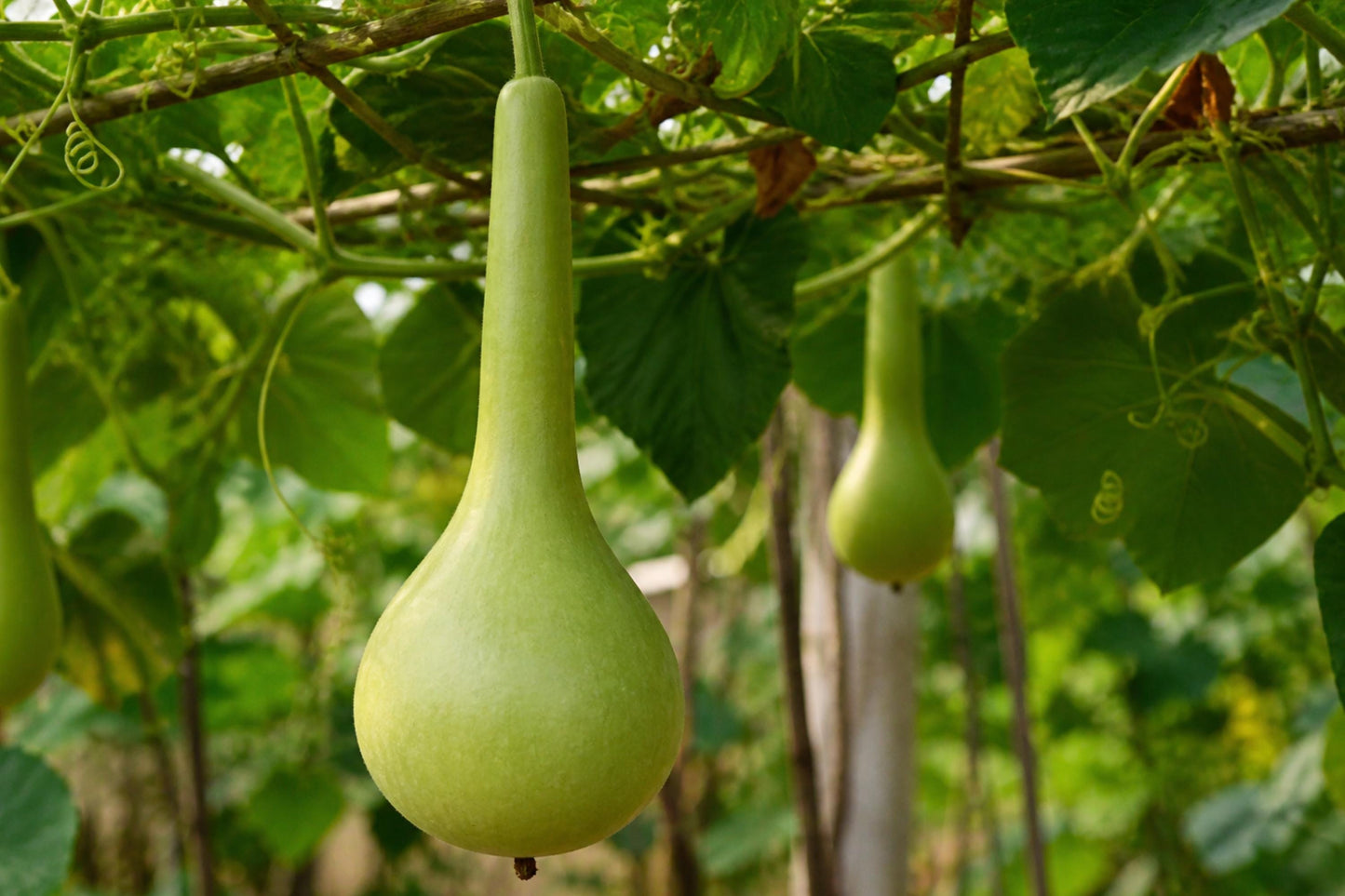 Martinhouse Bottle Gourd Seeds (Lagenaria siceraria) – Heirloom, Versatile Gourd for Crafting & Decorative Uses
