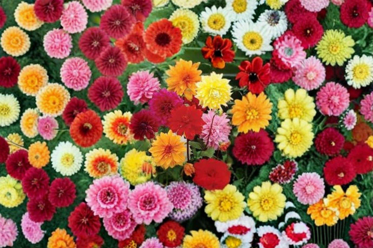 Dinnerplate Dahlia Tubers – Large Blooming Flowers, Mixed Colors, Dahlia pinnata, Garden & Container Planting