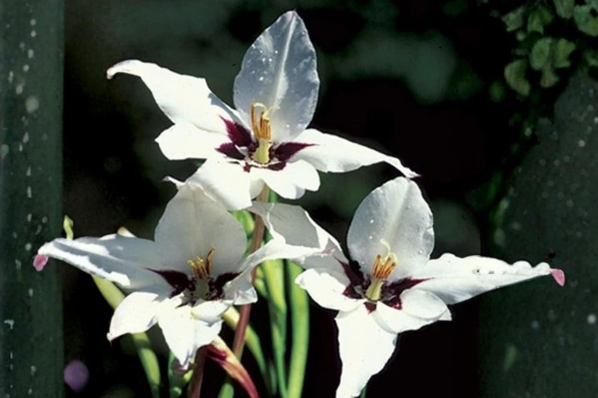 Abyssinian Gladiolus Flower Bulbs 5 Pack | Sweetly Scented Acidanthera for Garden, Borders & Containers
