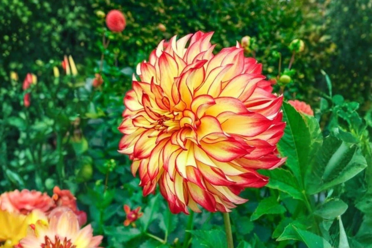 Dinner Plate Dahlia Bulb Tuber Clump Lady Darlene Large Rich Color Blooms Dahlia pinnata