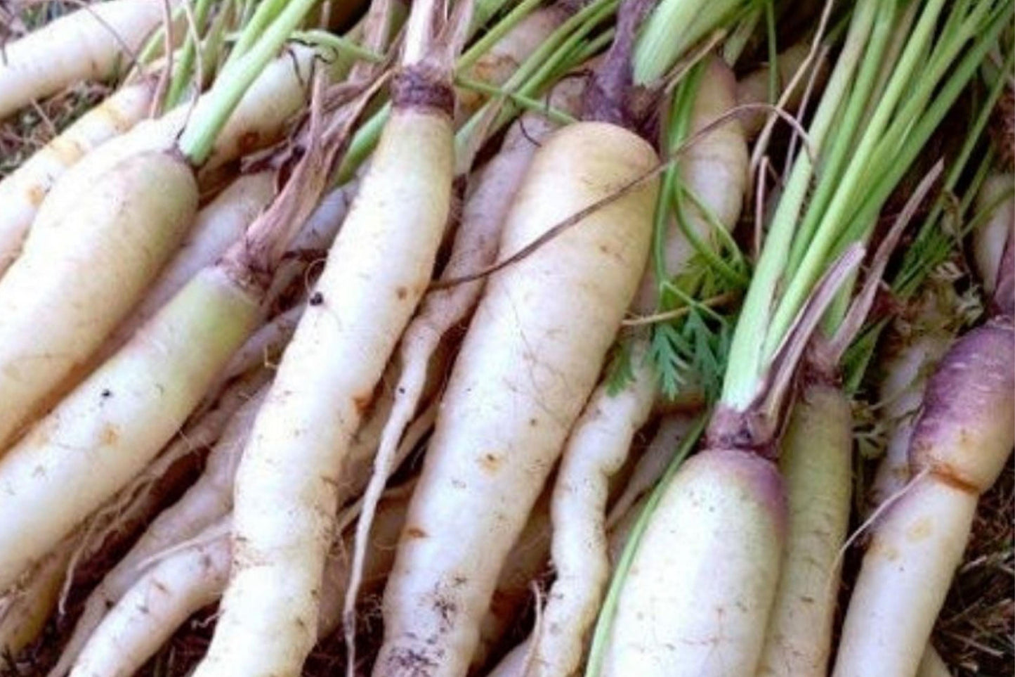 Lunar White Carrot Seeds – Heirloom White Root Vegetable – Daucus carota subsp. sativus – 150 Seeds