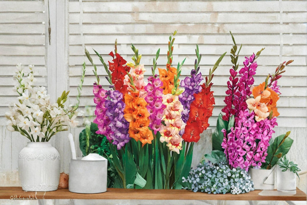 Mixed Gladiolus Bulbs – 30 Pack, Colorful Flowering Plants, Gladiolus spp. for Garden Beds & Borders