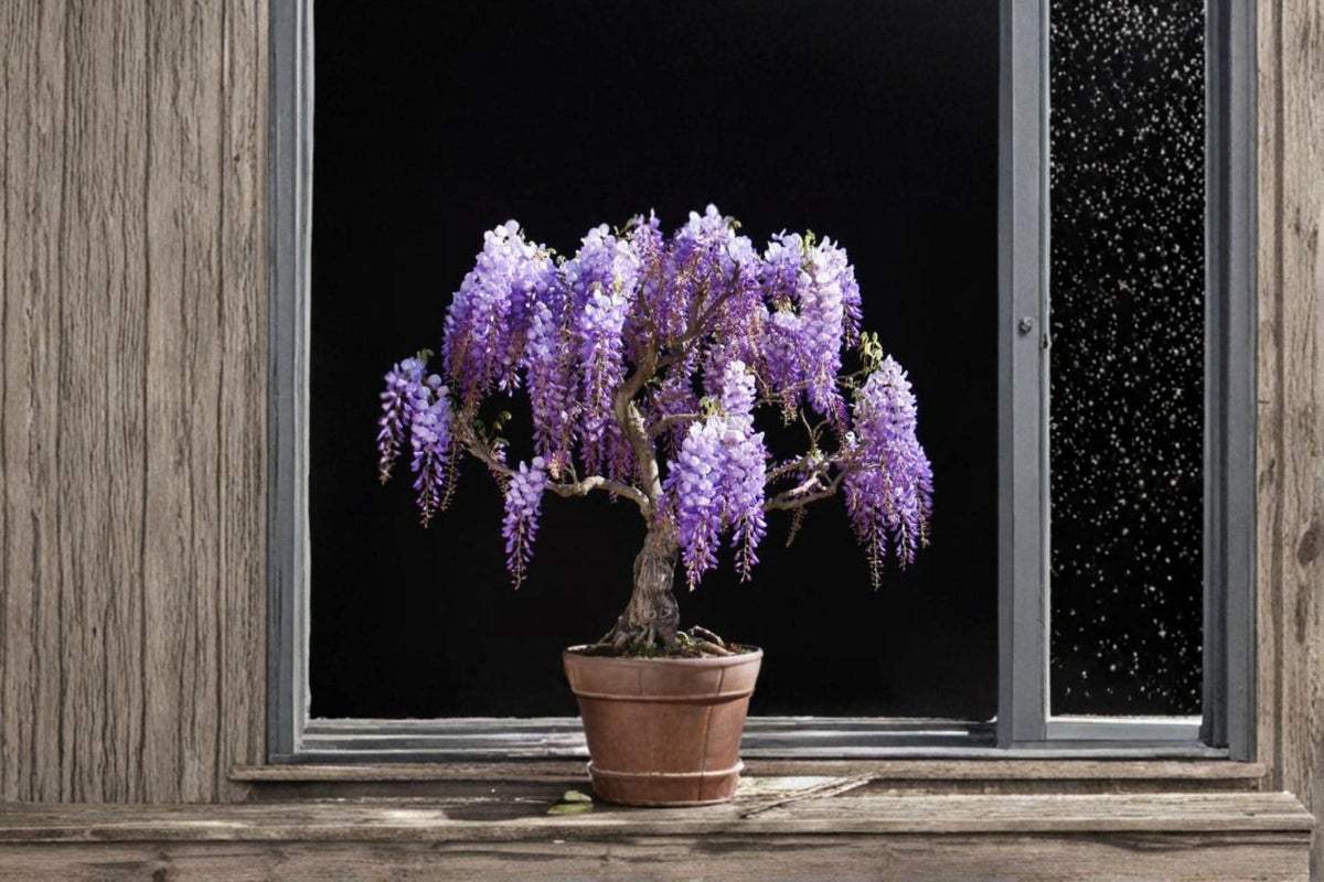 Purple Weeping Wisteria Seedling – Wisteria sinensis, Flowering Vine, Climbing Plant, Garden Vine, Bonsai Starter