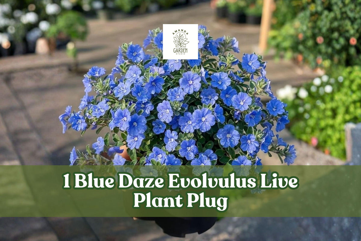 Blue Daze Evolvulus Live Plant Plug – Trailing Blue Flowers, Fuzzy Gray-Green Foliage, Groundcover, Container, Hanging Basket, Evolvulus glomeratus