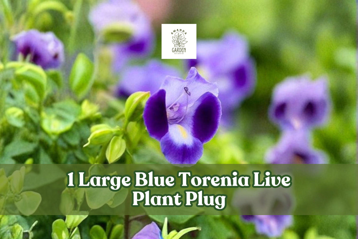 Large Blue Torenia Live Plant Plug, Wishbone Flower Blue Wings, Trailing Blue Blooms, Container & Hanging Basket Plant