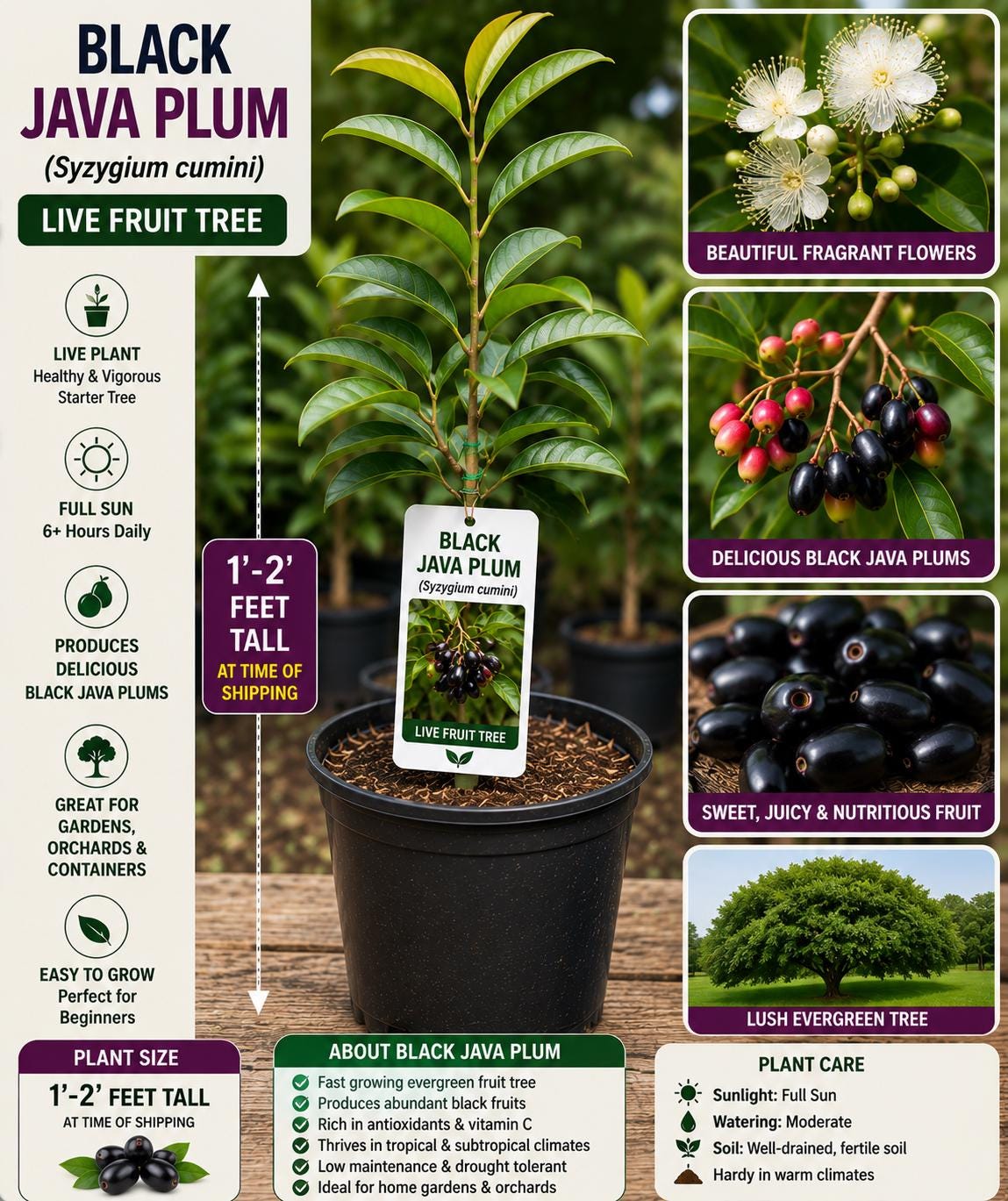 Black Java Plum Live Fruit Tree – Syzygium cumini – Tropical Edible Tree, 1-2 Feet Tall