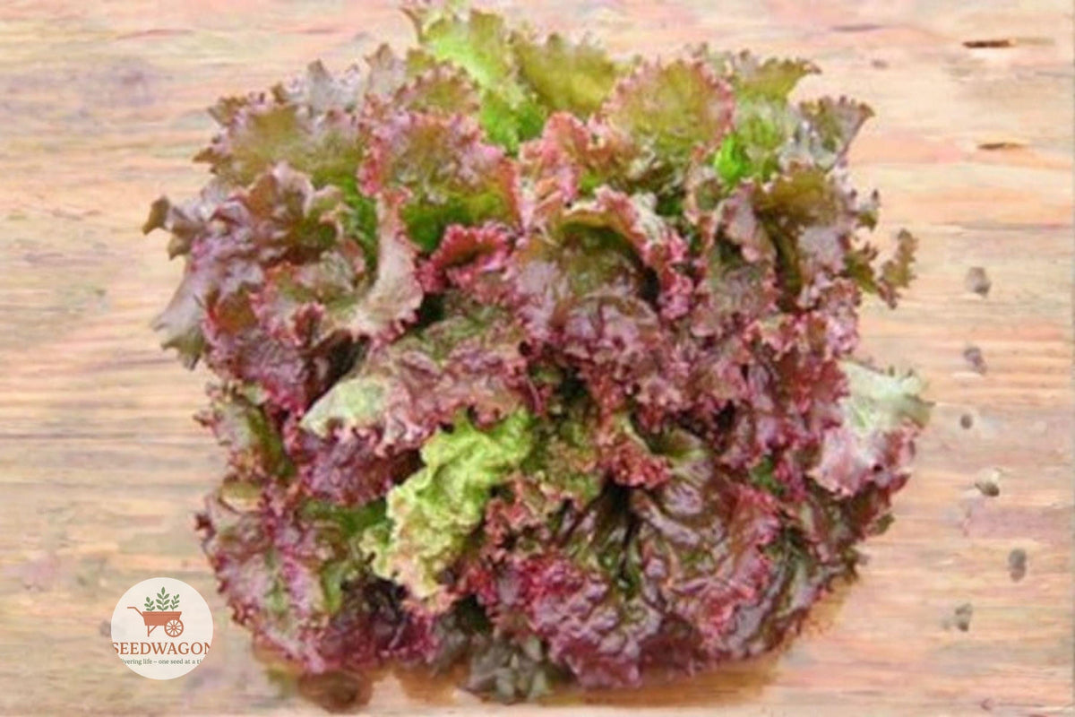 Prizehead Lettuce Seeds – Heirloom Non-GMO Leaf Lettuce Lactuca sativa for Salad Greens, Container Gardening